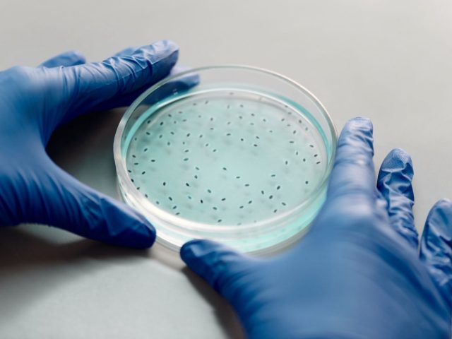 Impact des fibres végétales sur digestion et microbiote